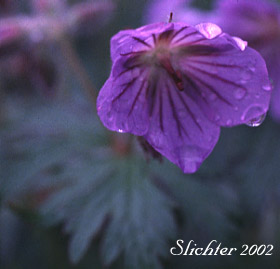 Wild Geranium: Geranium erianthum