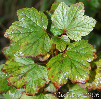 Leaves of American Red Currant, Northern Red Currant, Red Currant, Red Swamp Currant, Wild Red Currant: Ribes triste