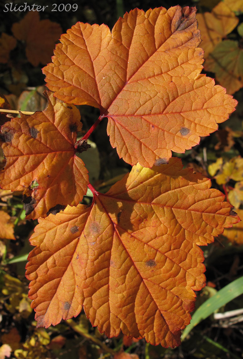 Fall foliage of American Red Currant, Northern Red Currant, Red Currant, Red Swamp Currant, Wild Red Currant: Ribes triste