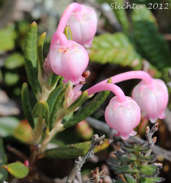 Bog Rosemary, Moorwort, Northern Bog Rosemary, Wild Rosemary: Andromeda polifolia var. polifolia(Synonym: Andromedea polifolia var. concolor)