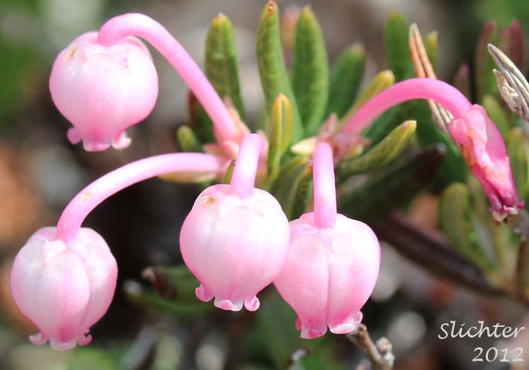 Bog Rosemary, Moorwort, Northern Bog Rosemary, Wild Rosemary: Andromeda polifolia var. polifolia(Synonym: Andromedea polifolia var. concolor)