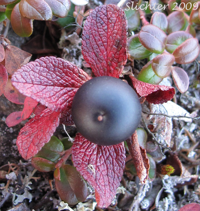 Dark berries and bright red fall foliage of Alpine Bearberry: Arctostaphylos alpina