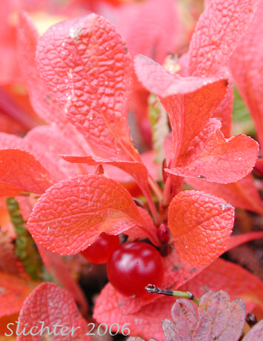 Berry and fall foliage of Red Bearberry, Red Manzanita, Red Ptarmiganberry: Arctous rubra (Synonyms: Arctous alpina var. rubra, Arctous erythryocarpa, Arctostaphylos alpina ssp. rubra, Arctostaphylos alpina var. rubra, Arctostaphylos rubra)