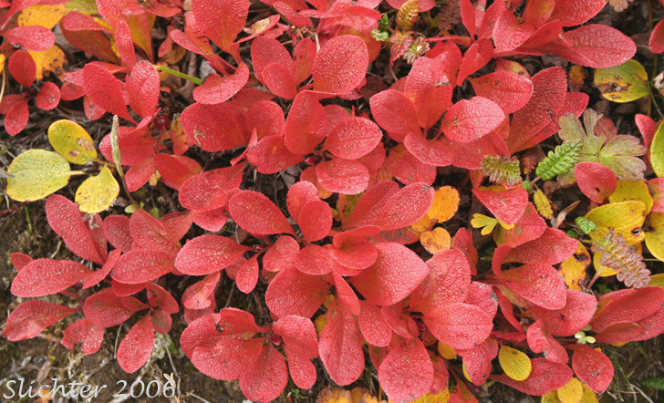 Fall foliage of Red Bearberry, Red Manzanita, Red Ptarmiganberry: Arctous rubra (Synonyms: Arctous alpina var. rubra, Arctous erythryocarpa, Arctostaphylos alpina ssp. rubra, Arctostaphylos alpina var. rubra, Arctostaphylos rubra)