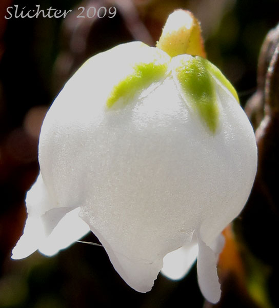 Close-up of the flower of Arctic Bell Heather, Arctic White Heather, Four-angled Mountain Heather, Mountain Heather, White Arctic Mountain Heather: Cassiope tetragona ssp. tetragona