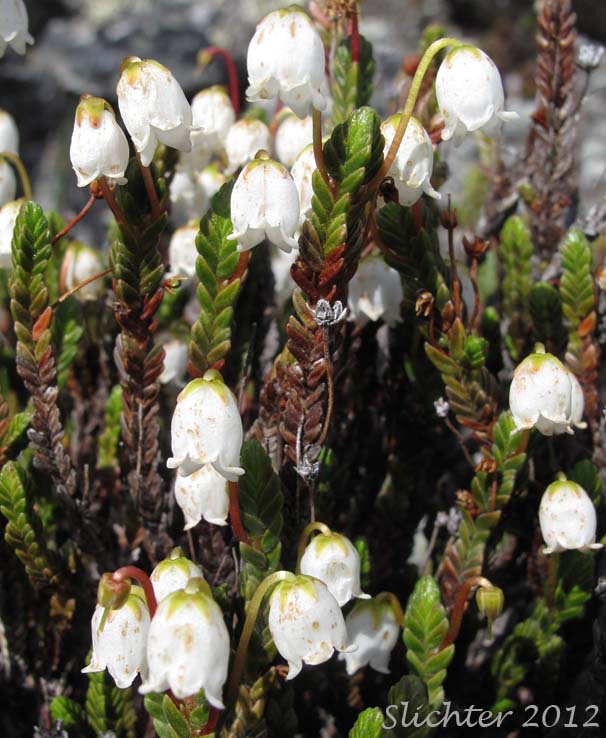 Arctic Bell Heather, Arctic White Heather, Four-angled Mountain Heather, Mountain Heather, White Arctic Mountain Heather: Cassiope tetragona ssp. tetragona