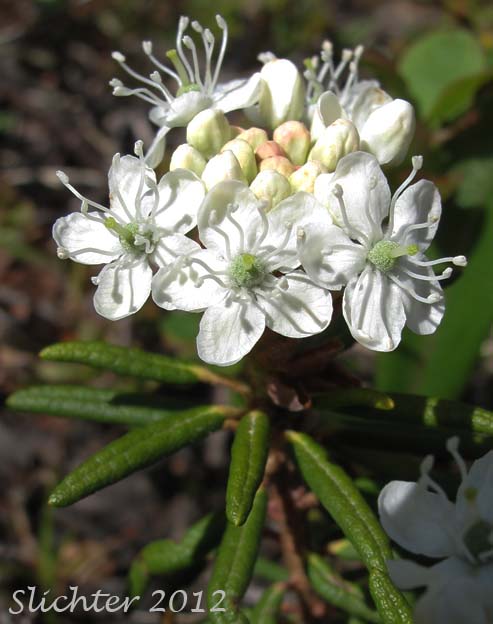 Labrador Tea, Narrow-leaf Labrador-tea, Narrow-leaf Labrador Tea, Trappers Te: aRhododendron tomentosum (Synonyms: Ledum palustre, Ledum decumbens, Ledum palustre ssp. decumbens, Ledum palustre var. decumbens, Rhodendron subarcticum, Rhododendron tolmachevii, Rhododendron tomentosum ssp. decumbens, Rhododendron tomentosum ssp. subarcticum)