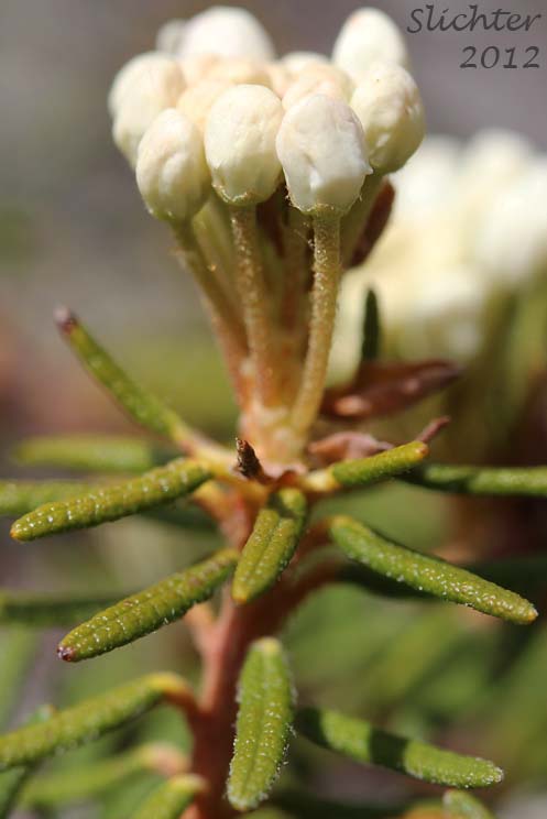 Labrador Tea, Narrow-leaf Labrador-tea, Narrow-leaf Labrador Tea, Trappers Tea: Rhododendron tomentosum (Synonyms: Ledum palustre, Ledum decumbens, Ledum palustre ssp. decumbens, Ledum palustre var. decumbens, Rhodendron subarcticum, Rhododendron tolmachevii, Rhododendron tomentosum ssp. decumbens, Rhododendron tomentosum ssp. subarcticum)