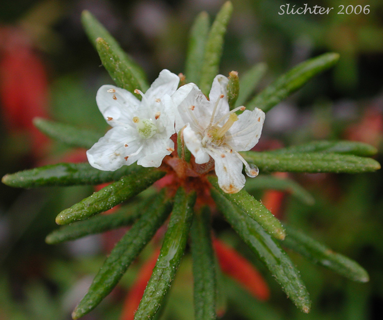 Labrador Tea, Narrow-leaf Labrador-tea, Narrow-leaf Labrador Tea, Trappers Tea: Rhododendron tomentosum (Synonyms: Ledum palustre, Ledum decumbens, Ledum palustre ssp. decumbens, Ledum palustre var. decumbens, Rhodendron subarcticum, Rhododendron tolmachevii, Rhododendron tomentosum ssp. decumbens, Rhododendron tomentosum ssp. subarcticum)