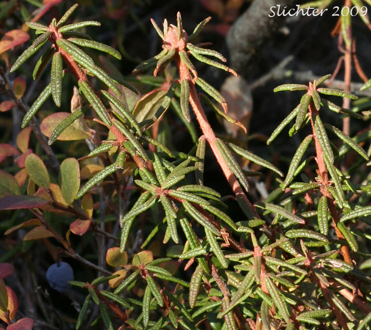 Labrador-tea, Labrador Tea: Rhododendron groenlandica (Synonyms: Ledum groenlandicum, Ledum pacificum, Ledum palustre ssp. groenlandicum)