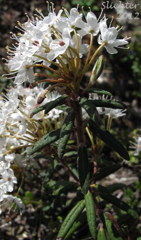 Labrador-tea, Labrador Tea: Rhododendron groenlandicum (Synonyms: Ledum groenlandicum, Ledum pacificum, Ledum palustre ssp. groenlandicum)