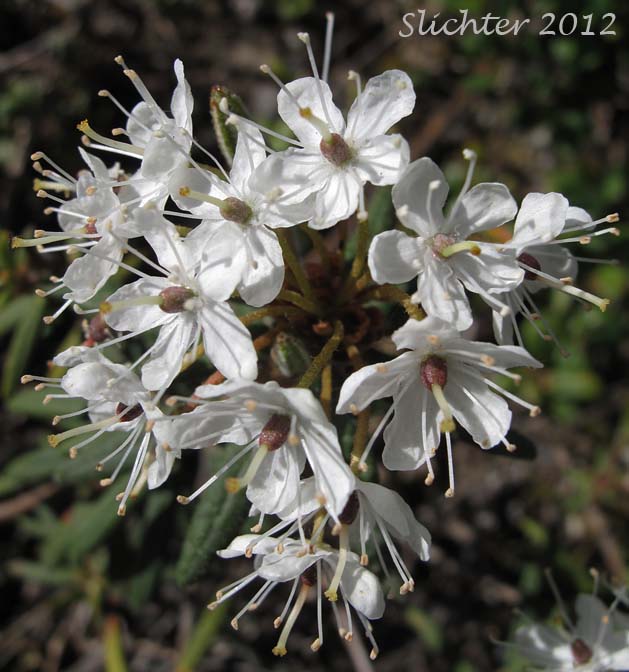 Inflorescence of Labrador-tea, Labrador Tea: Rhododendron groenlandicum (Synonyms: Ledum groenlandicum, Ledum pacificum, Ledum palustre ssp. groenlandicum)