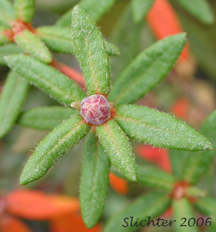 Labrador-tea, Labrador Tea: Rhododendron groenlandicum (Synonyms: Ledum groenlandicum, Ledum pacificum, Ledum palustre ssp. groenlandicum)