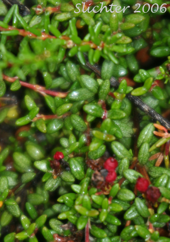 Alpine Azalea, Trailing Azalea: Kalmia procumbens (Synonyms: Azalea procumbens, Chamaecistus procumbens, Loiseleuria procumbens)