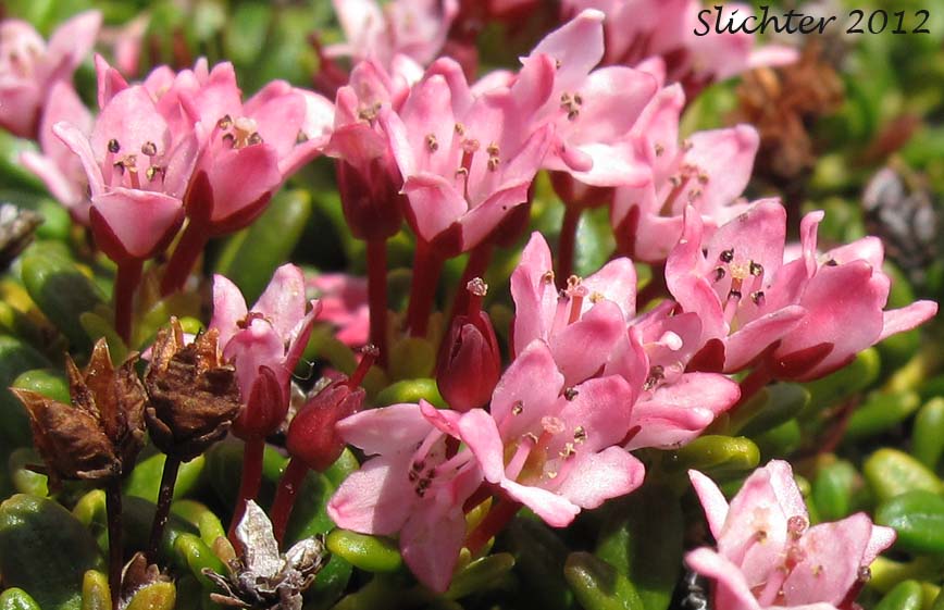 Alpine Azalea, Trailing Azalea: Kalmia procumbens (Synonyms: Azalea procumbens, Chamaecistus procumbens, Loiseleuria procumbens)