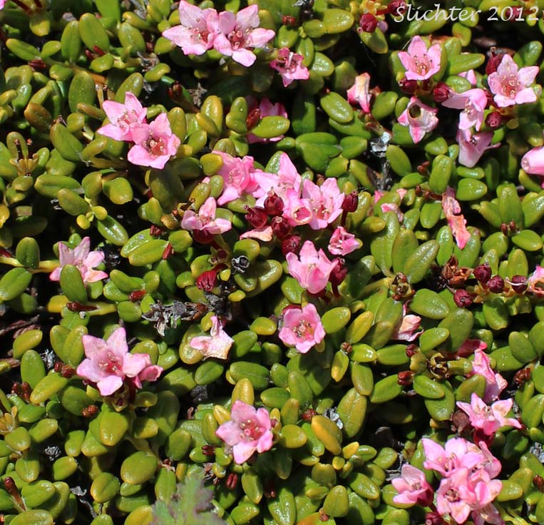 Alpine Azalea, Trailing Azalea: Kalmia procumbens (Synonyms: Azalea procumbens, Chamaecistus procumbens, Loiseleuria procumbens)
