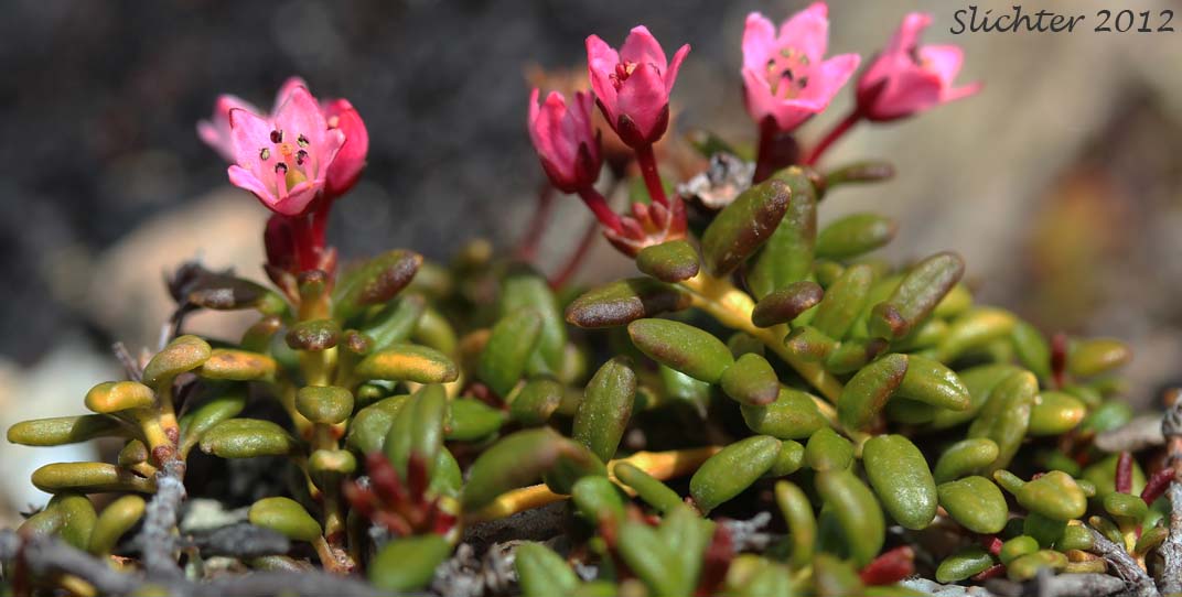 Alpine Azalea, Trailing Azalea: Kalmia procumbens (Synonyms: Azalea procumbens, Chamaecistus procumbens, Loiseleuria procumbens)