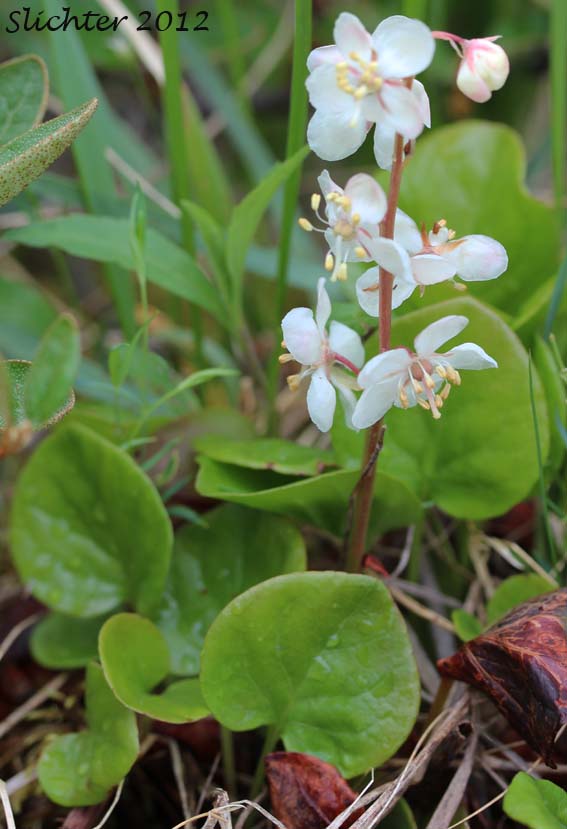 Arctic Wintergreen, Largeflowered Wintergreen, Large-flower Wintergreen, Large-flowered Wintergreen, Pyrole grandes fleurs: Pyrola grandiflora (Synonyms: Pyrola borealis, Pyrola canadensis, Pyrola gormanii, Pyrola grandiflora var. canadensis, Pyrola grandiflora var. gormanii, Pyrola occidentalis)