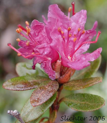 Lapland Rosebay, Lapland Rose-bay: Rhododendron lapponicum (Synonym: Azalea lapponica)