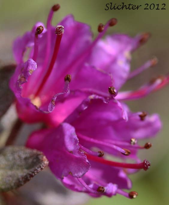 Close-up of the flowers of Lapland Rosebay, Lapland Rose-bay: Rhododendron lapponicum (Synonym: Azalea lapponica)