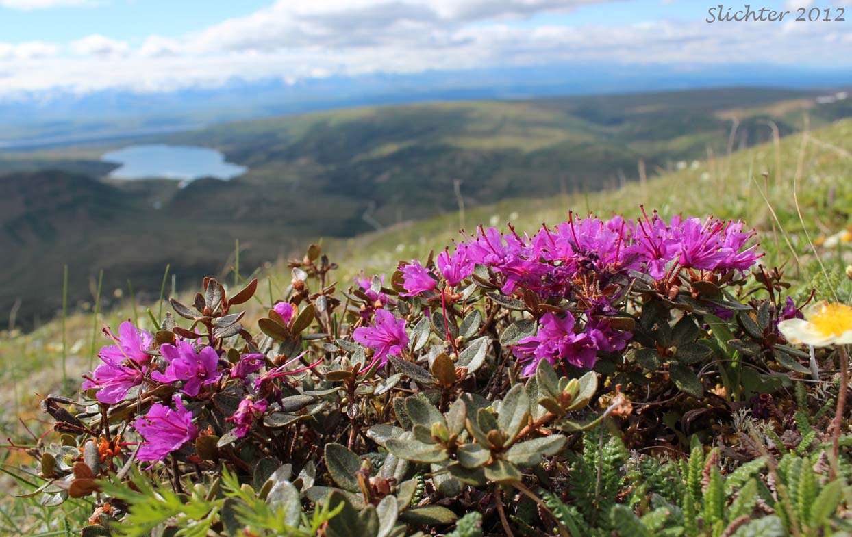 Lapland Rosebay, Lapland Rose-bay: Rhododendron lapponicum (Synonym: Azalea lapponica)