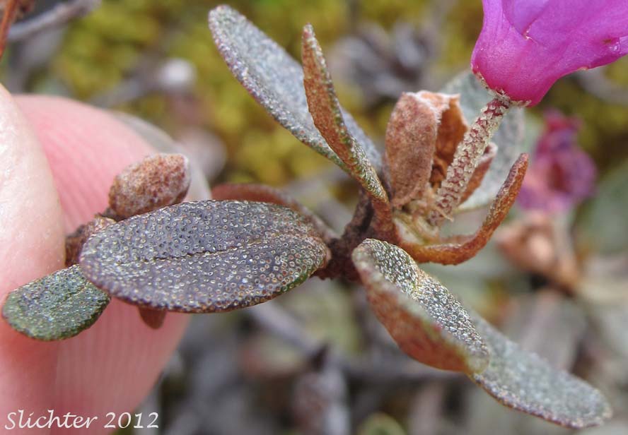 Leaves of Lapland Rosebay, Lapland Rose-bay: Rhododendron lapponicum (Synonym: Azalea lapponica)