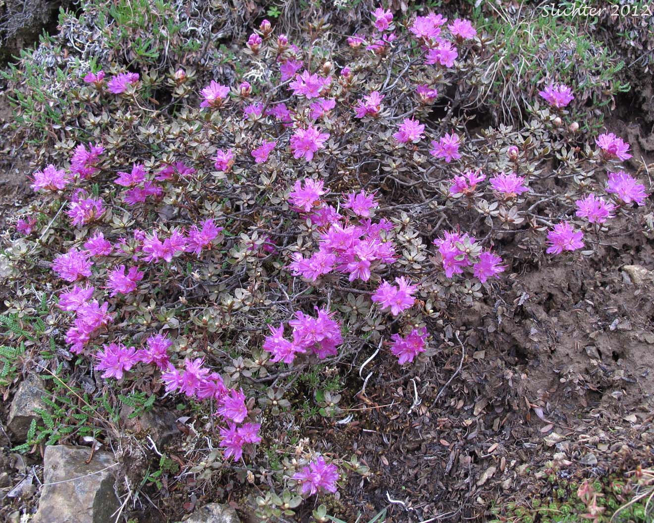 Lapland Rosebay, Lapland Rose-bay: Rhododendron lapponicum (Synonym: Azalea lapponica)
