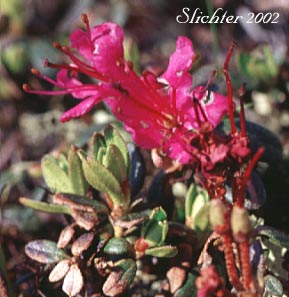 Lapland Rosebay, Lapland Rose-bay: Rhododendron lapponicum (Synonym: Azalea lapponica)