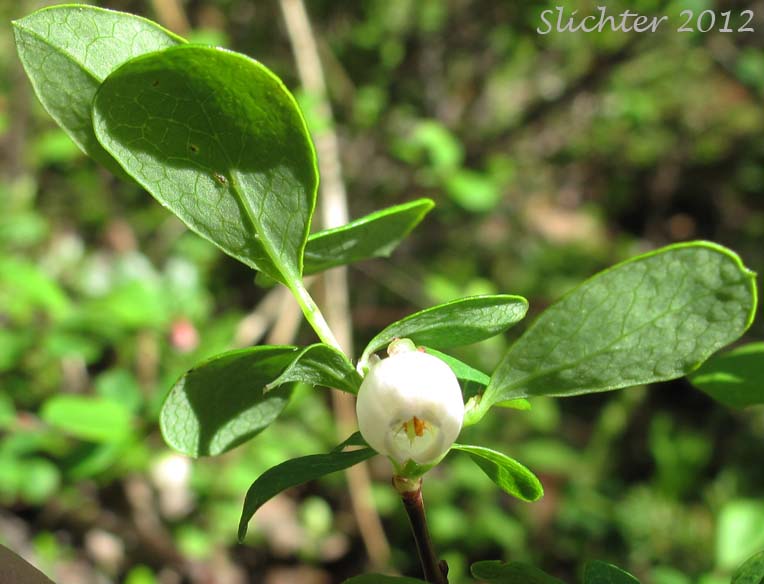 Leaves and flower of Alpine Blueberry, Bog Bilberry, Bog Blueberry, Great Bilberry, Whortleberry: Vaccinium uliginosum (Synonyms: Vaccinium gaultherioides, Vaccinium uliginosum ssp. alpinum, Vaccinium uliginosum ssp. microphyllum, Vaccinium uliginosum ssp. occidentale, Vaccinium uliginosum ssp. pedris, Vaccinium uliginosum ssp. pubescens, Vaccinium uliginosum var. salicinum)