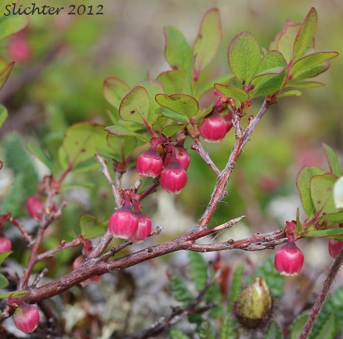 Flowers and leaves of Alpine Blueberry, Bog Bilberry, Bog Blueberry, Great Bilberry, Whortleberry: Vaccinium uliginosum (Synonyms: Vaccinium gaultherioides, Vaccinium uliginosum ssp. alpinum, Vaccinium uliginosum ssp. microphyllum, Vaccinium uliginosum ssp. occidentale, Vaccinium uliginosum ssp. pedris, Vaccinium uliginosum ssp. pubescens, Vaccinium uliginosum var. salicinum)