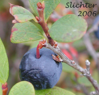 Alpine Blueberry, Bog Bilberry, Bog Blueberry, Great Bilberry, Whortleberry: Vaccinium uliginosum (Synonyms: Vaccinium gaultherioides, Vaccinium uliginosum ssp. alpinum, Vaccinium uliginosum ssp. microphyllum, Vaccinium uliginosum ssp. occidentale, Vaccinium uliginosum ssp. pedris, Vaccinium uliginosum ssp. pubescens, Vaccinium uliginosum var. salicinum)