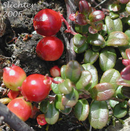 Lingonberry, Low Bush Cranberry, Partridgeberry, Foxberry: Vaccinium vitis-idaea (Synonyms: Vaccinium vitis-idaea ssp. minus, Vaccinium vitis-idaea var. minus)
