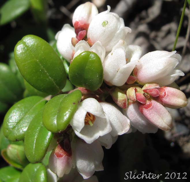 Close-up of the flowers and leaves of Lingonberry, Low Bush Cranberry, Partridgeberry, Foxberry: Vaccinium vitis-idaea (Synonyms: Vaccinium vitis-idaea ssp. minus, Vaccinium vitis-idaea var. minus)