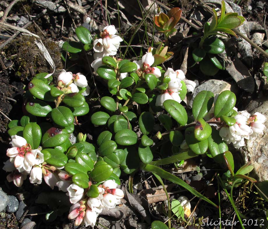 Lingonberry, Low Bush Cranberry, Partridgeberry, Foxberry: Vaccinium vitis-idaea (Synonyms: Vaccinium vitis-idaea ssp. minus, Vaccinium vitis-idaea var. minus)