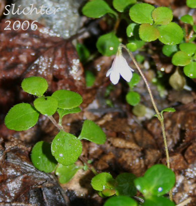 American Twinflower, Northern Twinflower, Twin Flower: Linnaea borealis