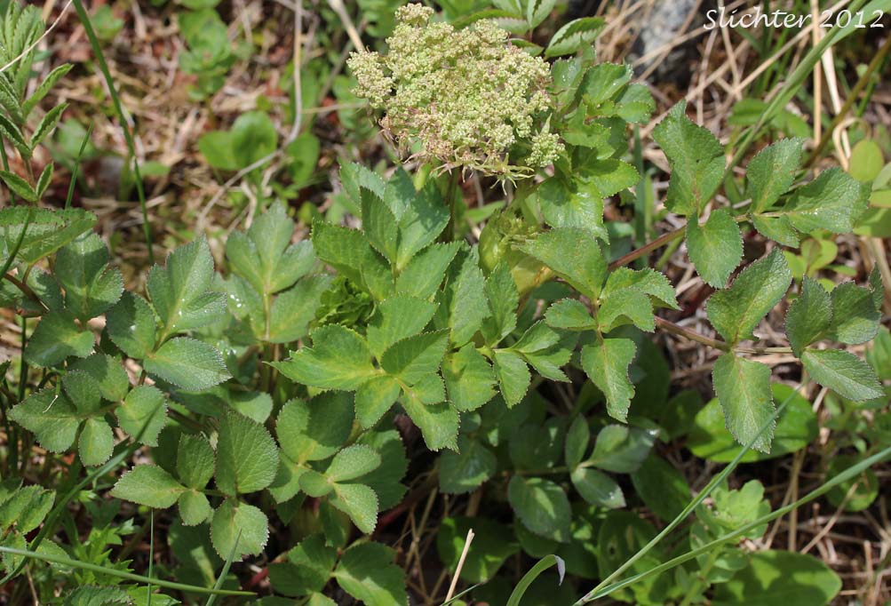 Seacoast Angelica, Sea Coast Angelica: Angelica lucida (Synonyms: Coelopleurum actaeifolium, Coelopleurum gmelinii, Coelopleurum lucidum, Coelopleurum lucidum ssp. gmelinii)