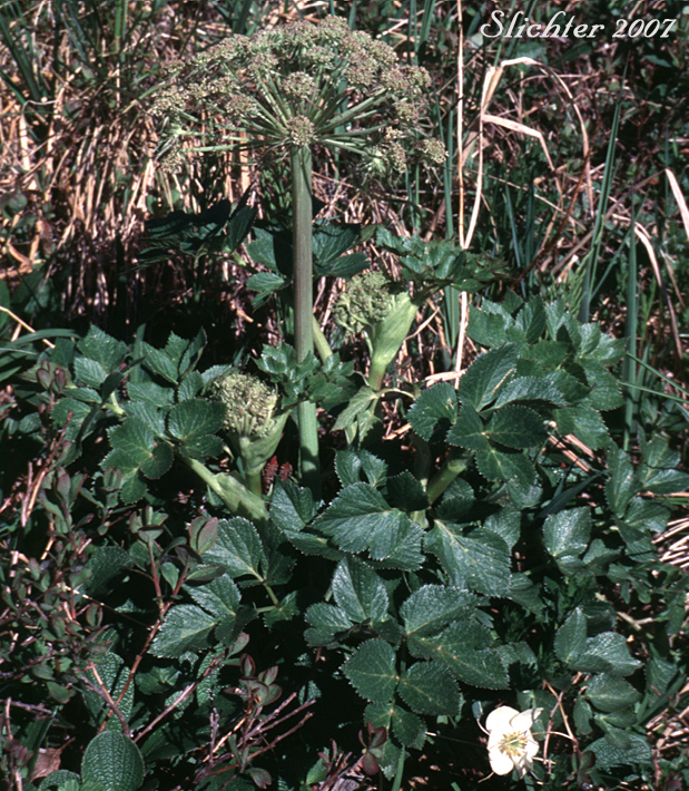 Seacoast Angelica, Sea Coast Angelica: Angelica lucida (Synonyms: Coelopleurum actaeifolium, Coelopleurum gmelinii, Coelopleurum lucidum, Coelopleurum lucidum ssp. gmelinii)