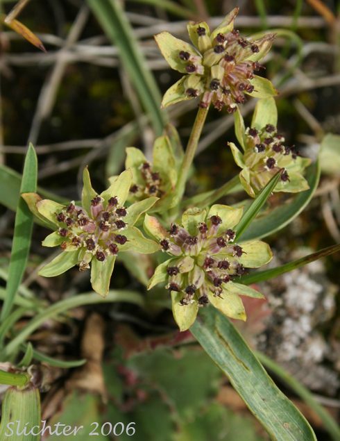 American Thorough-wax, American Thorow Wax, Thorough-wort: Bupleurum triradiatum ssp. arcticum