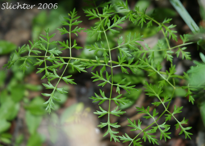 Basal leaf of Cnidium: Cnidium cnidiifolium