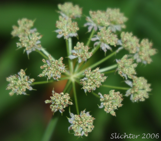 Umbel of Cnidium: Cnidium cnidiifolium