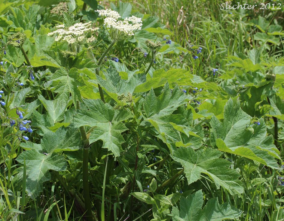 American Cow-parsnip, Common Cowparsnip, Common Cow-parsnip, Cow Parsnip: Heracleum maximum (Synonyms: Heracleum douglasii, Heracleum lanatum, Heracleum lanatum , Heracelum sphondylium ssp. montanum, Heracleum sphondylium var. lanatum, Pastinaca lanatum)