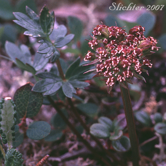 Alpine Lovage, Macoun's Woodroot: Podistera macounii (Synonyms: Ligusticum mutellinoides, Ligusticum mutellinoides ssp. alpinum)