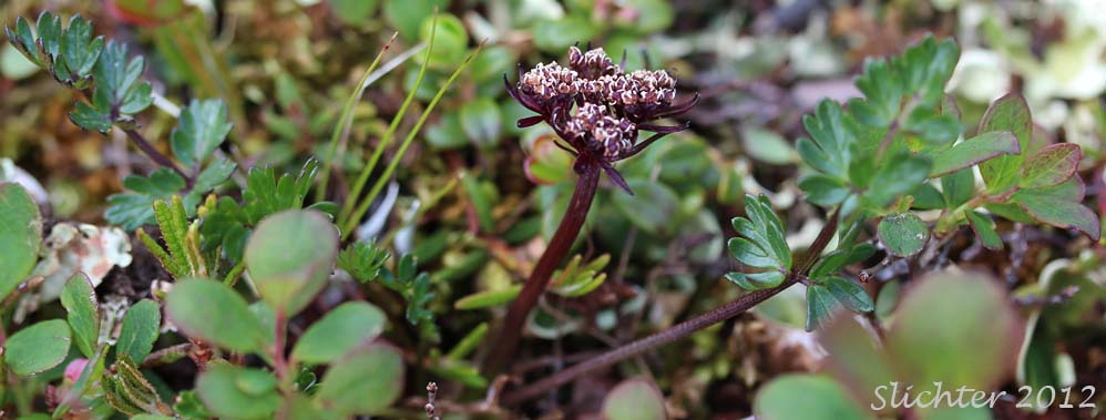Alpine Lovage, Macoun's Woodroot: Podistera macounii (Synonyms: Ligusticum mutellinoides, Ligusticum mutellinoides ssp. alpinum)