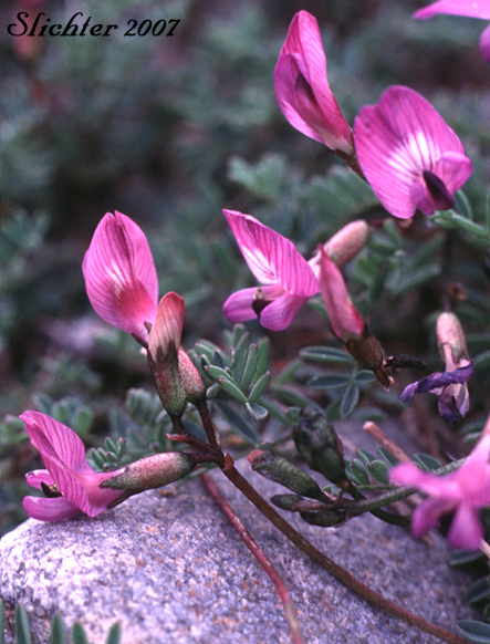 Nootka Milk Vetch, Nutzotin Milkvetch, Sickle Pod Milk-vetch: Astragalus nutzotinensis