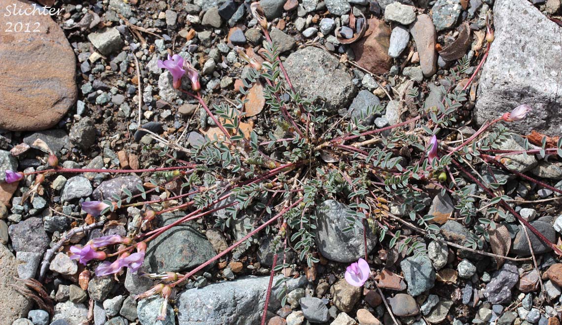 Nootka Milk Vetch, Nutzotin Milkvetch, Sickle Pod Milk-vetch: Astragalus nutzotinensis