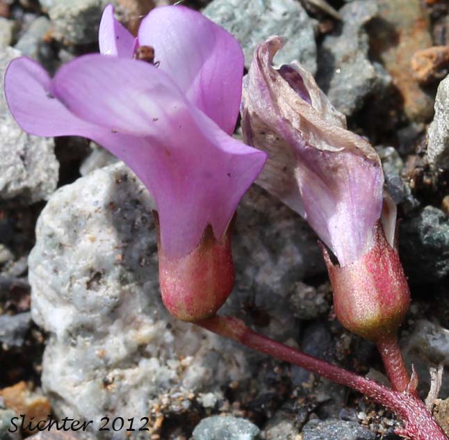 Close-up of the flowers of Nootka Milk Vetch, Nutzotin Milkvetch, Sickle Pod Milk-vetch: Astragalus nutzotinensis