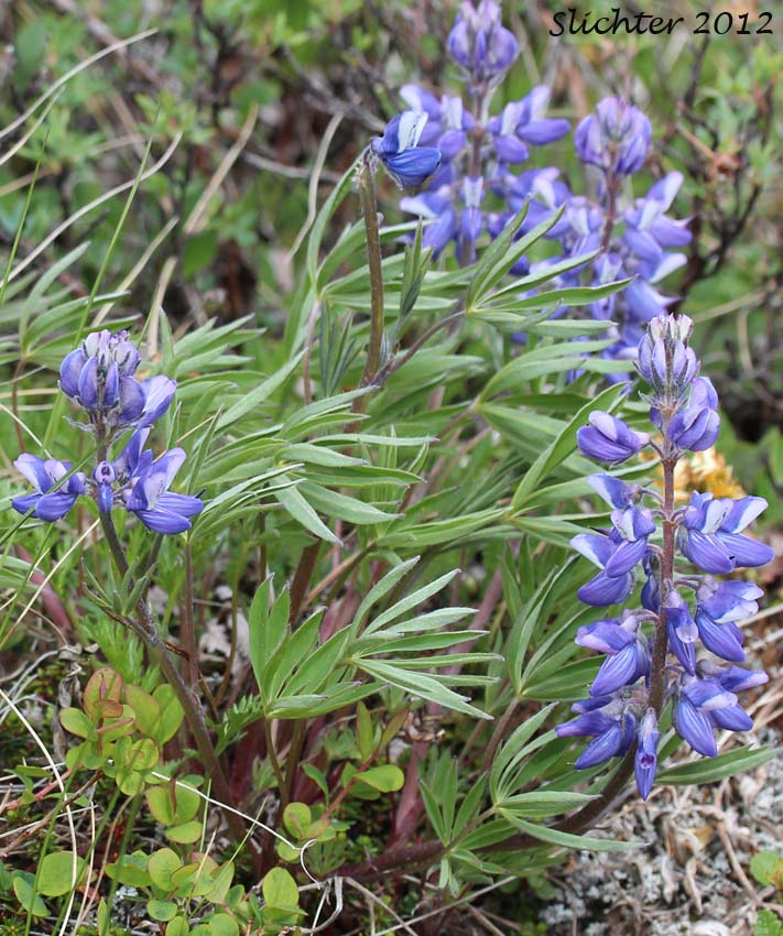 Arctic Lupine: Lupinus arcticus ssp. arcticus (Synonyms: Lupinus borealis, Lupinus donnellyensis, Lupinus gakonensis, Lupinus multicaulis, Lupinus multifolius, Lupinus nootkatensis var. kiellmannii, Lupinus polyphyllus ssp. arcticus, Lupinus relictus, Lupinus yukonensis)