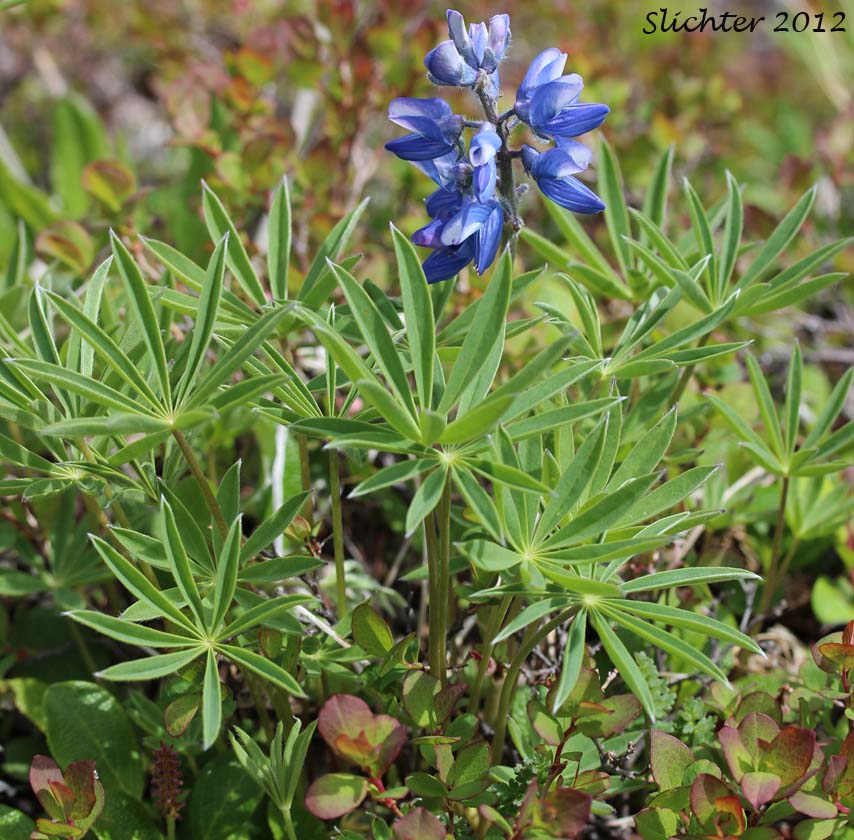 Arctic Lupine: Lupinus arcticus ssp. arcticus (Synonyms: Lupinus borealis, Lupinus donnellyensis, Lupinus gakonensis, Lupinus multicaulis, Lupinus multifolius, Lupinus nootkatensis var. kiellmannii, Lupinus polyphyllus ssp. arcticus, Lupinus relictus, Lupinus yukonensis)