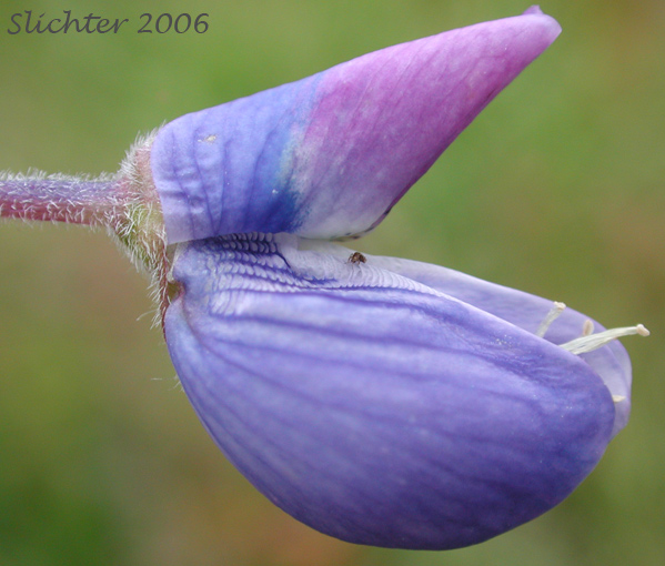 Flower of Bigleaf Lupine, Large-leaf Lupine: Lupinus polyphyllus ssp. polyphyllus