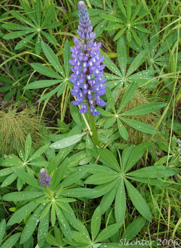 Bigleaf Lupine, Large-leaf Lupine: Lupinus polyphyllus ssp. polyphyllus